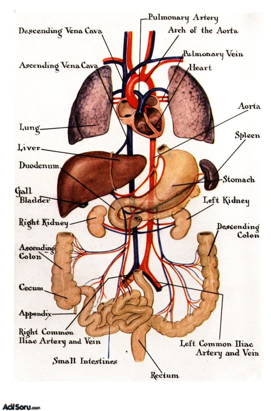 Vital organs - Human body